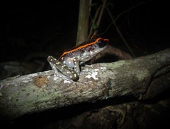 Pulchrana centropeninsularis
