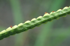 Paspalum orbiculare
