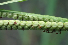 Paspalum orbiculare