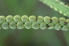 Paspalum orbiculare