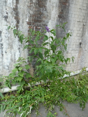 Buddleja davidii