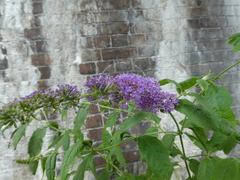 Buddleja davidii