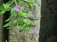 Epilobium hirsutum
