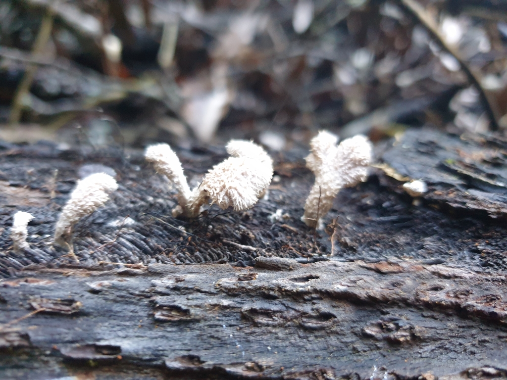 Schizophyllum commune · May 2025 · photo: © samlasham (iNaturalist, cc0)