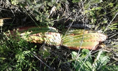 Aloe suprafoliata