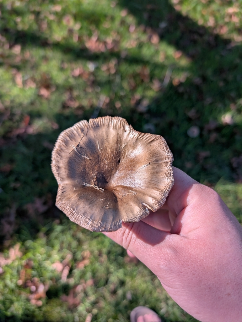Russula amoenolens · May 2025 · photo: © elliot45 (iNaturalist, cc-by)