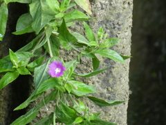 Epilobium hirsutum