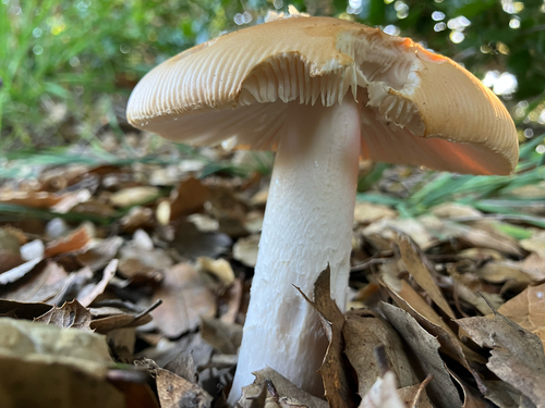 iNaturalist observation photo of springtime amanita