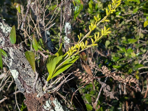 Image of Polystachya concreta by (c) Damien Wallace, some rights reserved (CC BY)