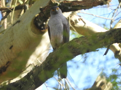 Accipiter bicolor