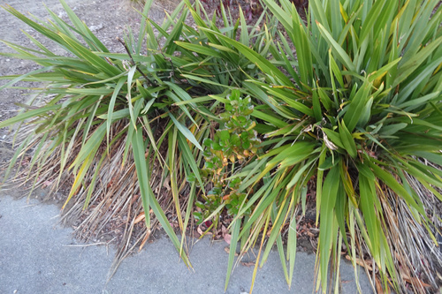 Taupata (Coprosma repens)