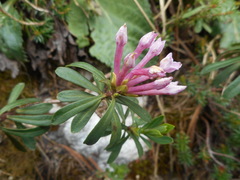 Daphne striata