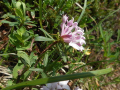 Daphne striata