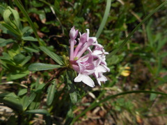 Daphne striata