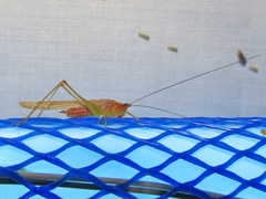 Conocephalus attenuatus