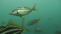 Latris lineata