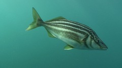 Latris lineata