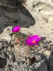 Lampranthus ceriseus