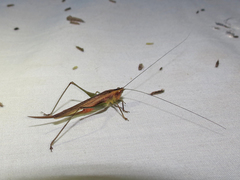 Conocephalus attenuatus