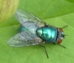 Diptera