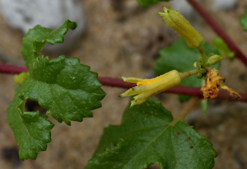 Triumfetta repens observed 2025-04-12