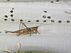 Conocephalus attenuatus