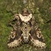 Green-brindled Crescent - Photo (c) Martin Grimm, some rights reserved (CC BY-NC), uploaded by Martin Grimm