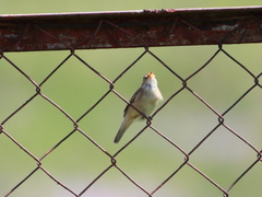 Acrocephalus palustris