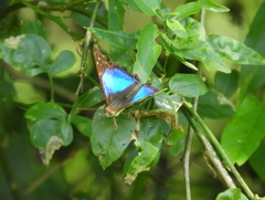 Doxocopa laurentia laurentia