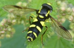 Xanthogramma