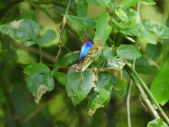 Doxocopa laurentia laurentia