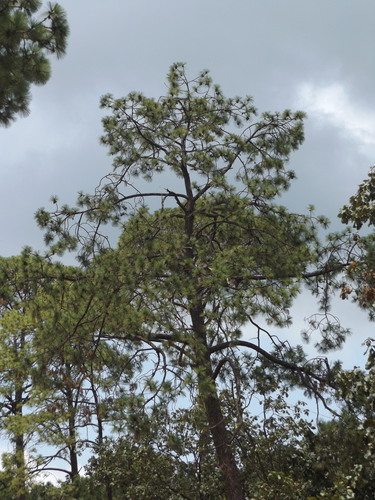 Pinus luzmariae (Pinus luzmariae)