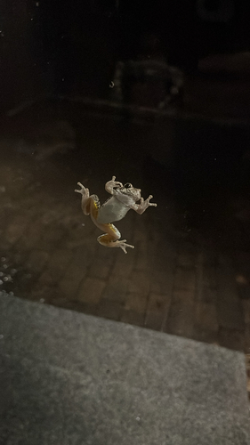 Gray Treefrog photographed in New Hampshire