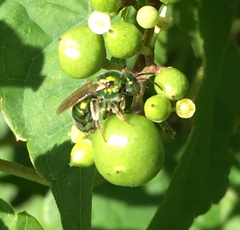 Augochloropsis viridula