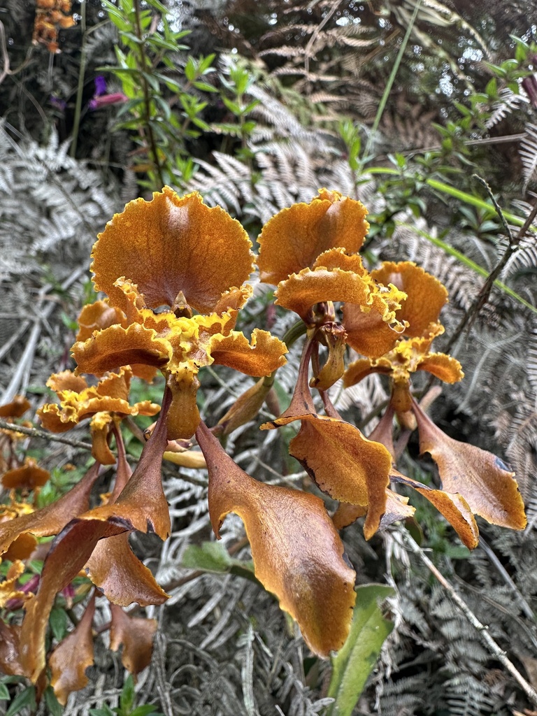Cyrtochilum baldeviamae