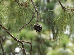 Pinus luzmariae