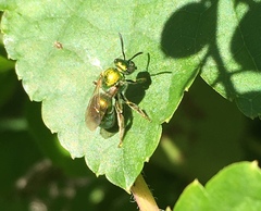 Augochloropsis viridula