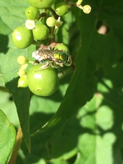 Augochloropsis viridula