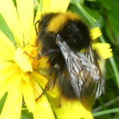 Bombus