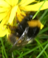 Bombus
