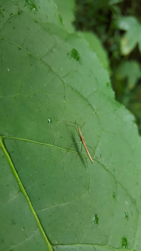 Stachyolobus