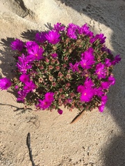 Lampranthus ceriseus