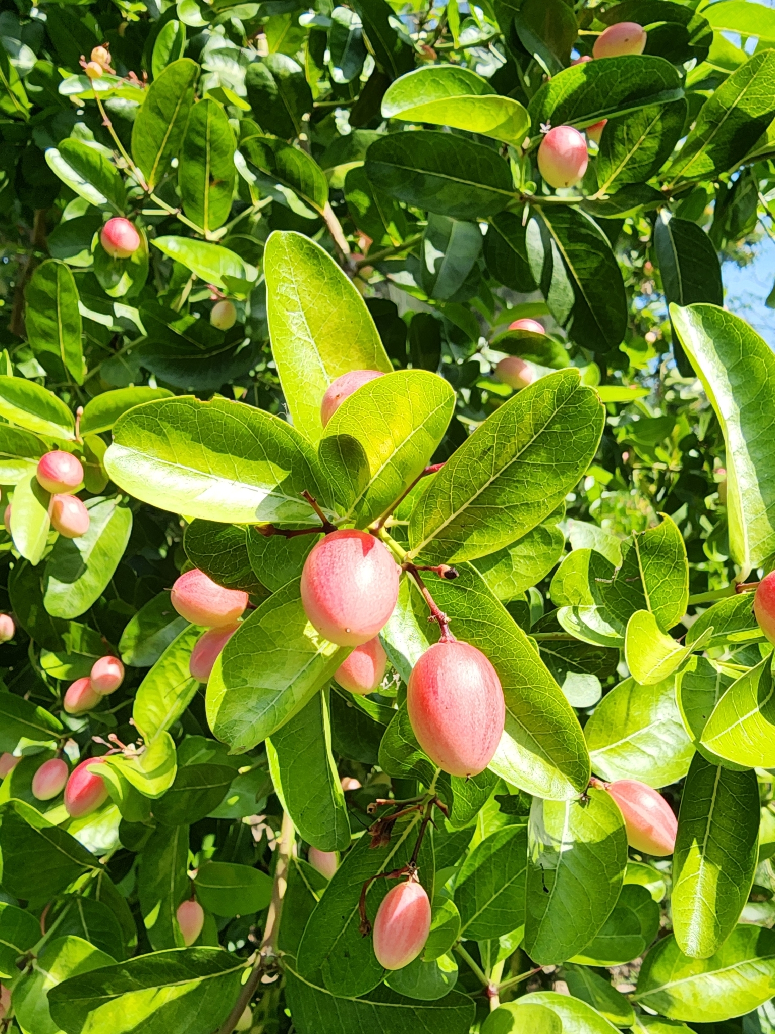 Imagem de Carambola-de-espinho