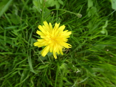 Cichorioideae