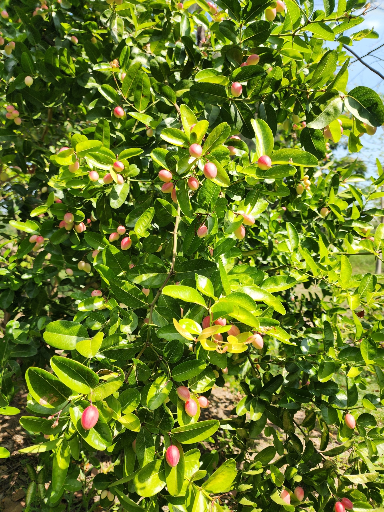 Imagem de Carambola-de-espinho