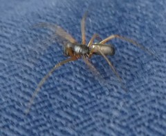 Araneae