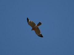Accipiter brevipes