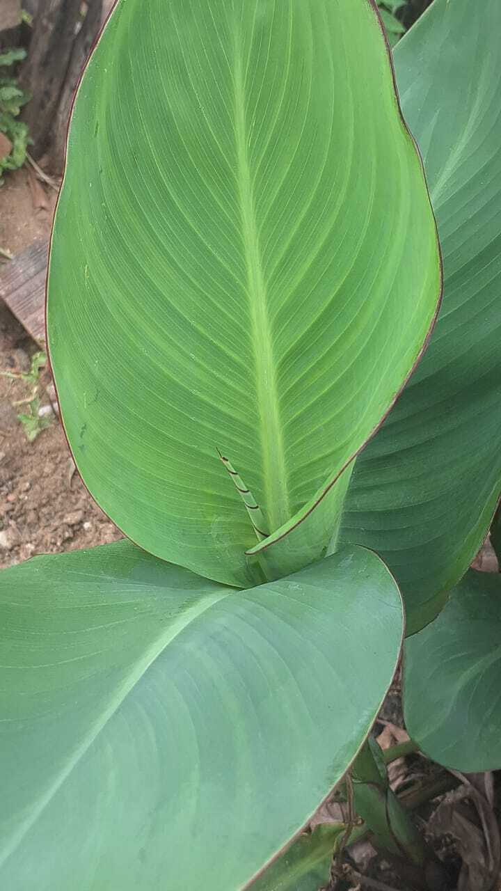 Canna hybrida