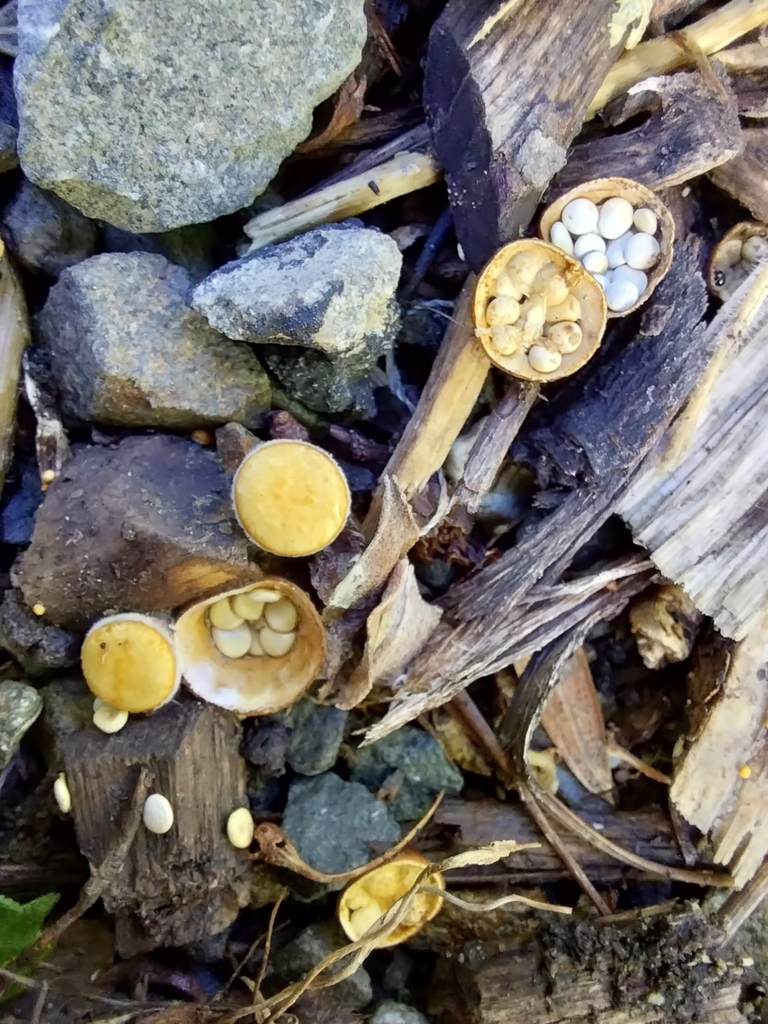 Crucibulum simile · May 2025 · photo: © kiwialli (iNaturalist, cc-by)
