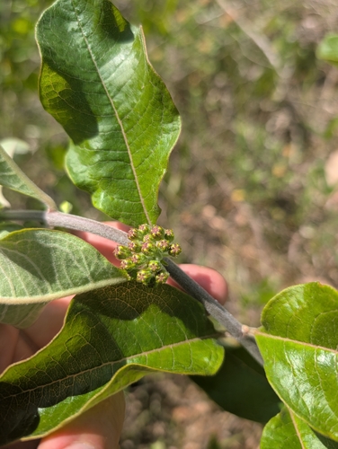Image of Asclepias tomentosa by (c) Scott Allen Davis, some rights reserved (CC BY)
